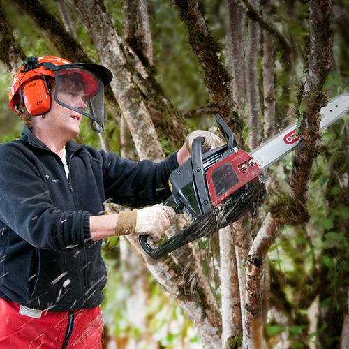 Silvicultura e cuidados com árvores